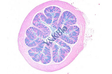 新疆阿利新蓝染色