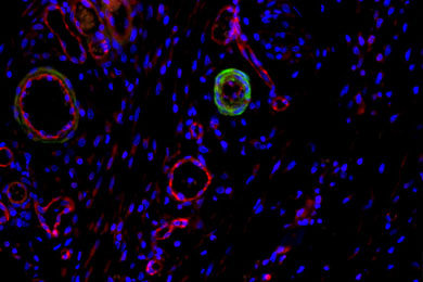 新疆免疫荧光双标