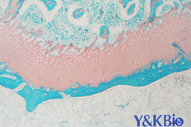 新疆番红固绿染色