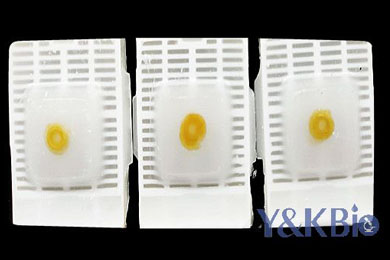 新疆瑞士肠卷石蜡包埋