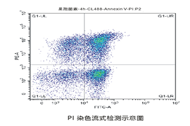 新疆流式PI染色