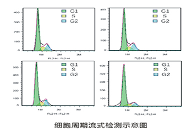 新疆流式细胞周期