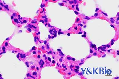 新疆HE染色服务