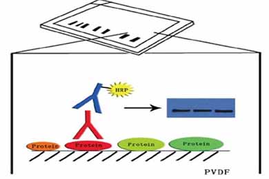 新疆Western Blot服务