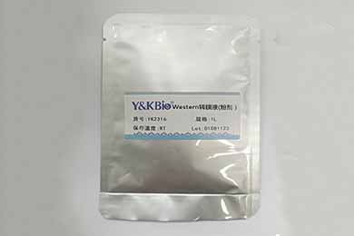 新疆Western转膜液干粉