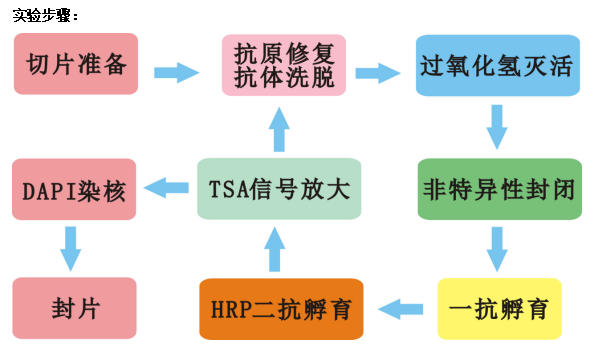多重荧光新疆免疫组化实验