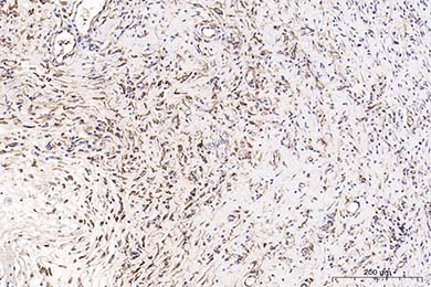 新疆Anti-CD34 Antibody [SI16-01]