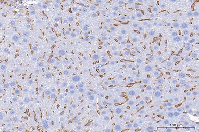 新疆Anti-CD44 Antibody [JE64-01]