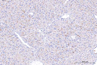 新疆F4/80 Recombinant Antibody [PSH01-87] - Rat IgG1 (Chimeric)